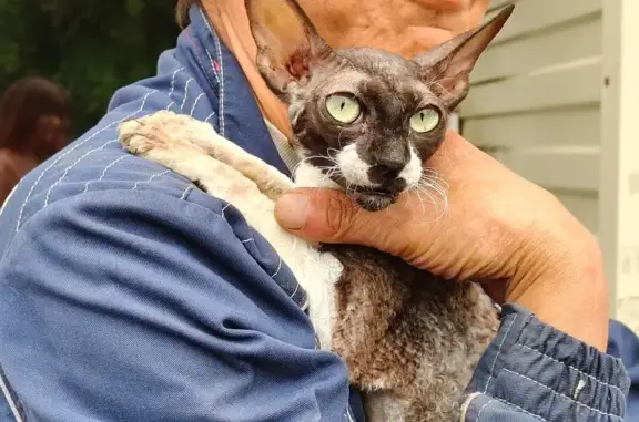 Найдена кошка, Красноярск, фото: Кошка найдена: ул. Маерчака, 111, Крск