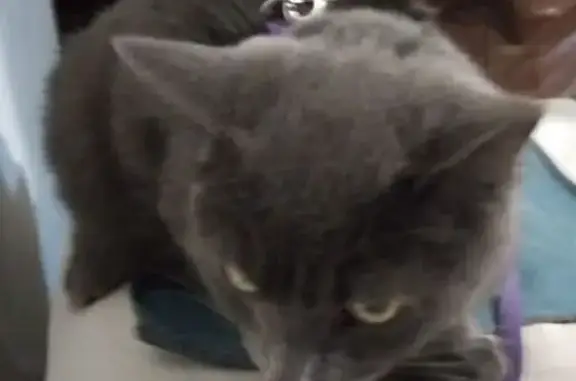 Кошка найдена: ул. Конституции 28/1, Оренбург