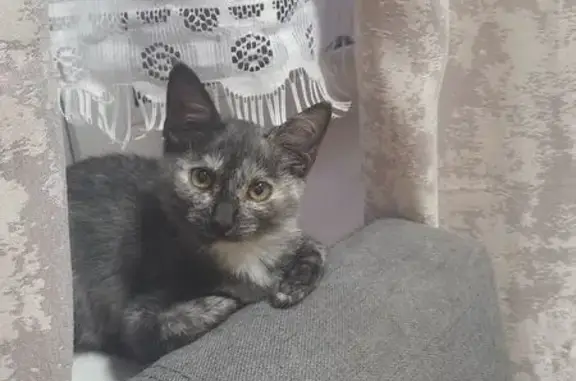 Пропала кошка, Сертолово