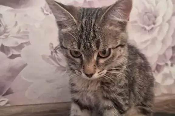 Кошка найдена: Ярмарочная ул., Чебоксары