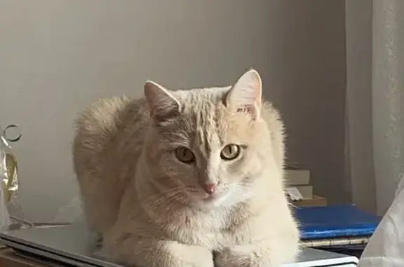 Пропала кошка, Горьковская ул. 9, Челябинск