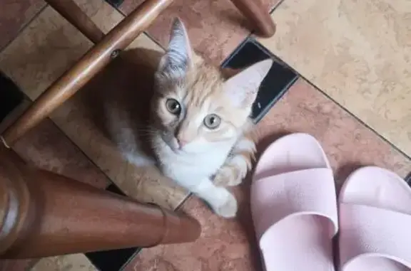 Персиковая кошка найдена, ул. Кропоткина