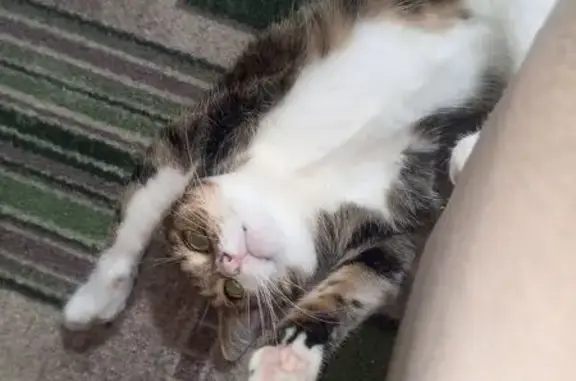 Пропала кошка, Туймазы