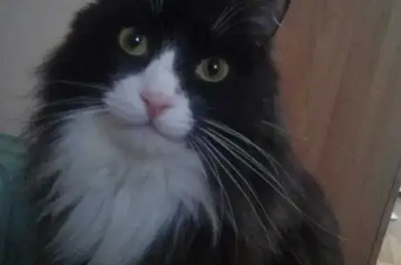 Потерянные животные Красноярск, фото: Пропала кошка, ул. Ак. Павлова, 9, Крск