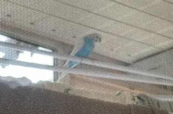 Голубой попугай найден: Вятская ул., 51, Москва