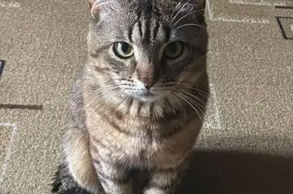 Кошки потеряшки, Шахты, фото: Потеряшка кошка, Шахты