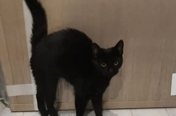 Найдена черная кошка, Королёв, Октябрьская