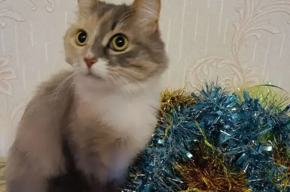 Кошки потеряшки, Лобня, фото: Потеряшка кошка Сима, Лобня, ул. Космонавтов, 7