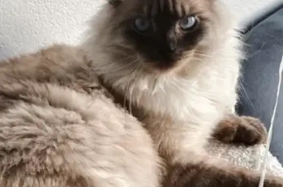 Кошки потеряшки, , фото: Потеряшка кошка, Верхняя ул., Волковское