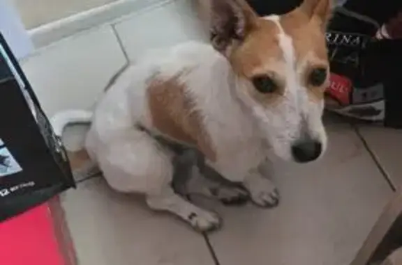 Найдена собака, ул. 12 Декабря, 107, Омск