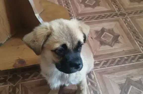 Найдена собака, , фото: Найден рыжий щенок в Элисте, Калмыкия