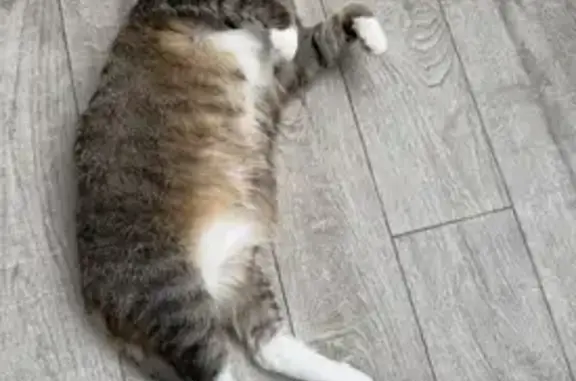 Кошки потеряшки, Норильск, фото: Потеряшка кошка Буся, ул. Бегичева, 35