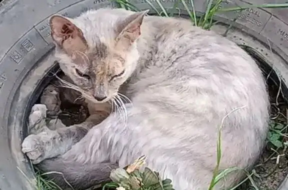 Пропала кошка, переулок Подтёлкова, 6