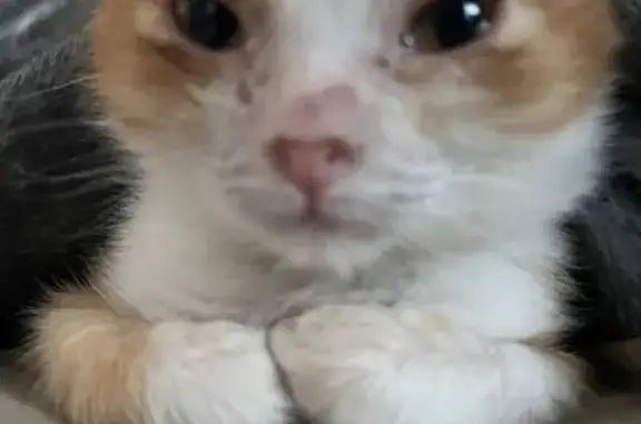 Кошки потеряшки, Чебоксары, фото: Потеряшка котёнок, ул. Мичмана Павлова, 32