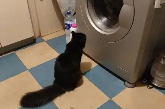 Кошки потеряшки, Калуга, фото: Потеряшка черная кошка, Николо-Козинская 65