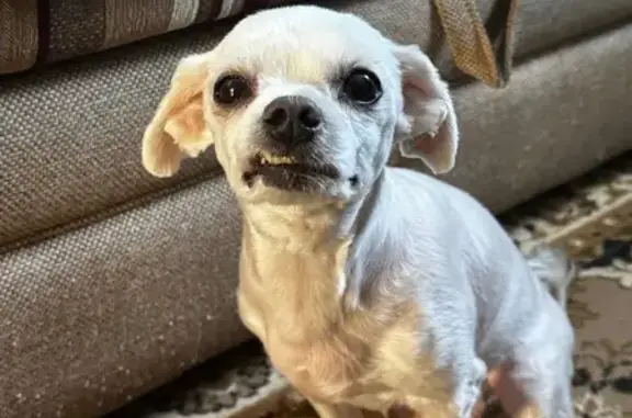 Собаки потеряшки, Оренбург, фото: Потеряшка собака, Пролетарская 136, Оренбург