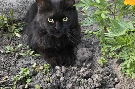 Кошка найдена: пр. Сергеева, 4, Курск