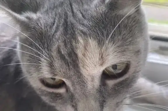 Кошки потеряшки, Хабаровск, фото: Потеряшка кошка, Тихоокеанская 217, Хабаровск