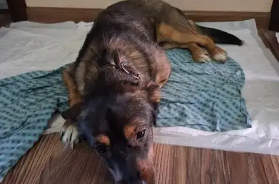 Собаку сбил скутер: Шеболдаева 4/1