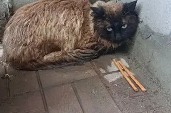 Кошка найдена на Залесского 7, Новосибирск