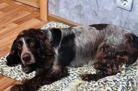 Найдена собака, Астрахань, фото: Собака найдена: ул. Пушкина, 48А, Астрахань