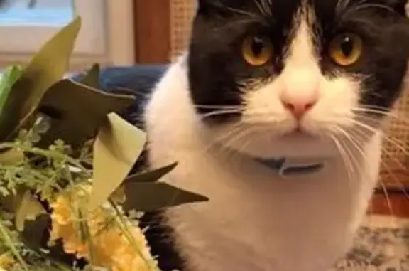 Кошки потеряшки, Москва, фото: Потеряшка кошка, Коломенский проезд, Москва