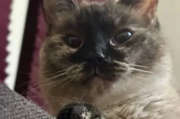 Кошки потеряшки, Казань, фото: Потеряшка кошка, ул. Гаврилова, 4, Казань