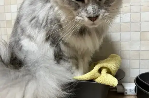 Кошки потеряшки, Иваново, фото: Потеряшка кошка, ул. Диановых 12, Иваново