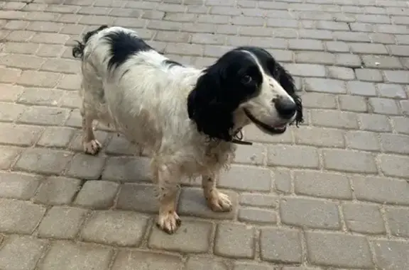 Найдена собака, Печоры, фото: Спаниель у отеля, Междунар. ул., 19, Печоры