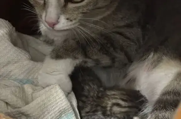 Кошки потеряшки, Кафтанчиково, фото: Потеряшка кошка, Северный пер., 3, Кафтанчиково