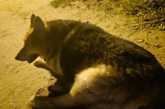 Собака найдена на 51-й Гвардейской, 13