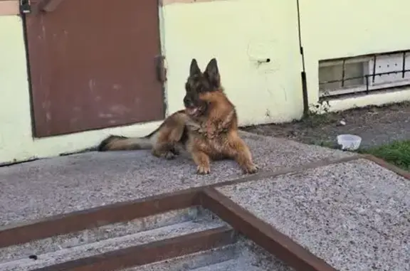 Найдена собака, Бор, фото: Найдена собака, Первомайская 14, Бор