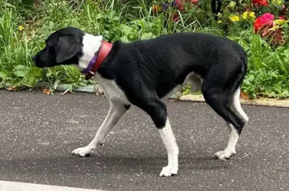 Найдена собака, Москва, фото: Собака найдена: Партизанская ул, 7к1