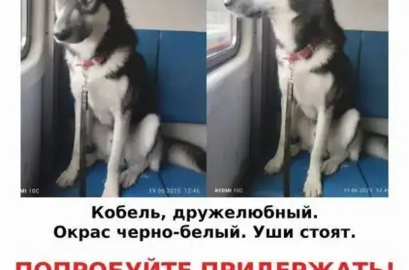 Собаки потеряшки, Москва, фото: Потеряшка собака на ул. Полетаева, Москва