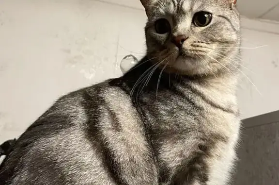 Кошки потеряшки, Московская область, фото: Потеряшка кошка в СНТ Иневка/Новая, МО