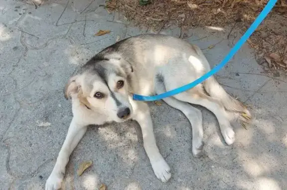 Найдена собака на Парковой 31, Анапа