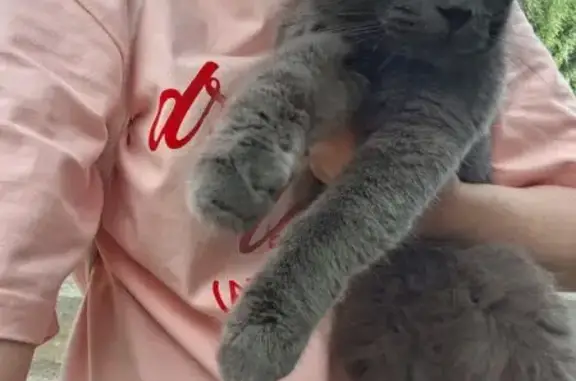 Кошка найдена: ул. Нахимова 6, Челябинск