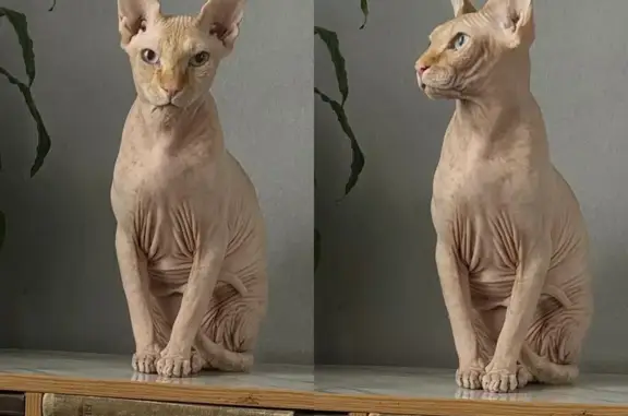 Пропала кошка, Сепараторный пер., 10, Самара