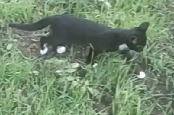 Кошки потеряшки, Бежецк, фото: Потеряшка кошка, 2-й Новослободской, 13