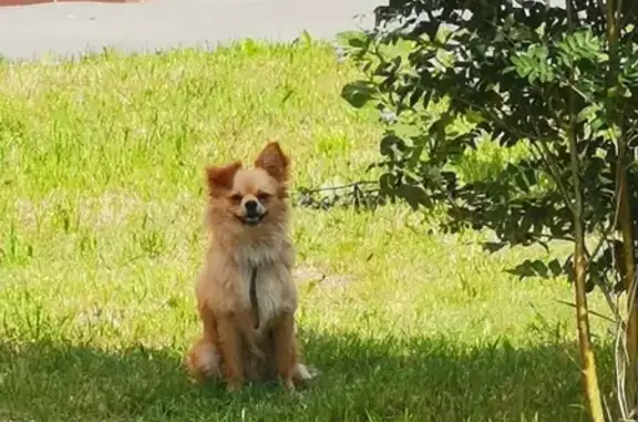 Собака найдена в ЖК «Хрустальные ключи», пр. Ленина, 35