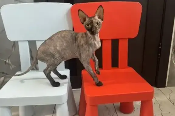 Объявления о пропавших и найденных животных, Бузулук, фото: Пропала кошка, Заводская 55, Бузулук