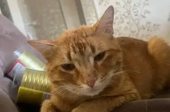 Пропал рыжий котик, Большая Красная ул.