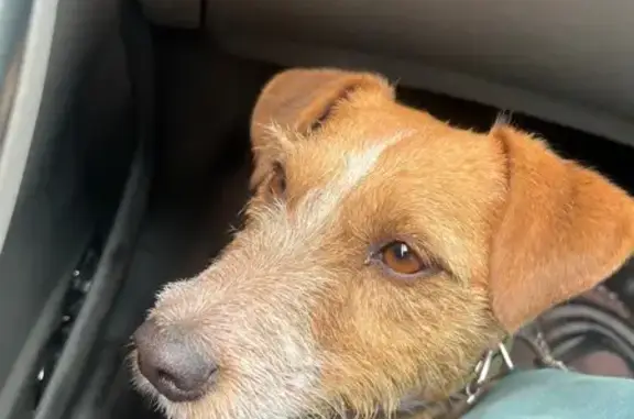 Найдена собака, Черногорск, фото: Собака найдена, ул. Бограда 71, Черногорск