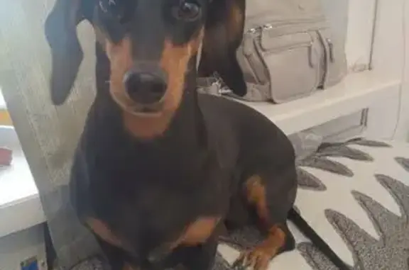 Найдена собака, Рубцовск, фото: Собака найдена: Рабочий тракт, Рубцовск