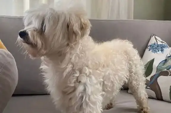 Собака найдена у д. Лужки МО, Раменское