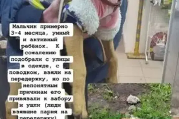 Собака найдена на ул. Б. Хмельницкого, 182