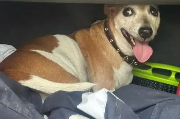 Найдена собака, Тверская область, фото: Собака найдена на трассе Р104, Тверская область