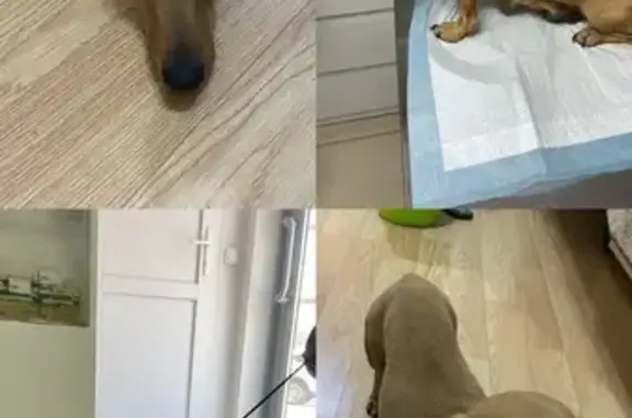 Найдена собака, , фото: Найдена собака на ул. Донских казаков, 13