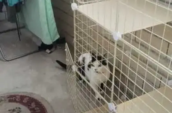 Кошки потеряшки, Бобров, фото: Потеряшка кошка, ул. Кирова, 10, Бобров