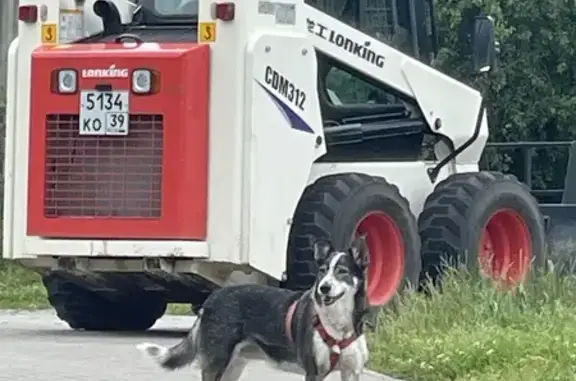 Собака найдена на ул. Чапаева, 32